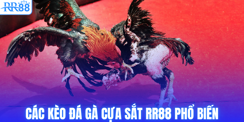 Các kèo đá gà cựa sắt RR88 phổ biến
