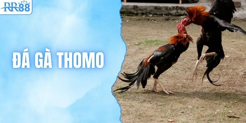 Đá Gà Thomo - Luật & Cách Xuống Tiền Bất Bại Từ RR88 1 Đá Gà Thomo - Luật & Cách Xuống Tiền Bất Bại Từ RR88