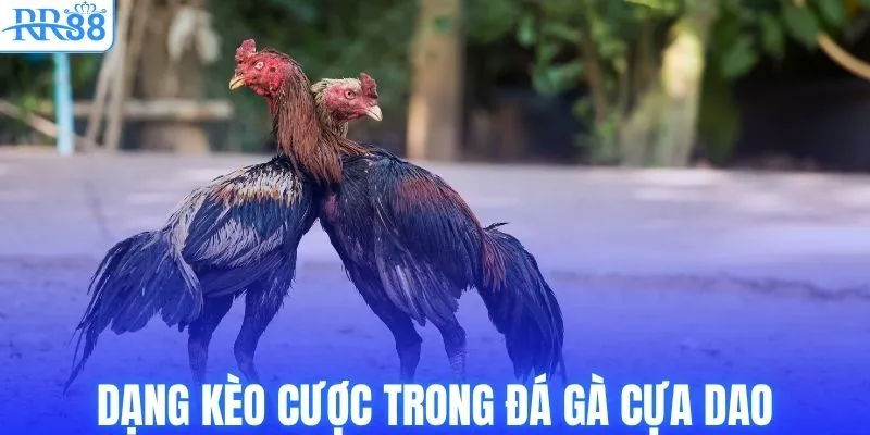 Dạng kèo cược trong đá gà cựa dao