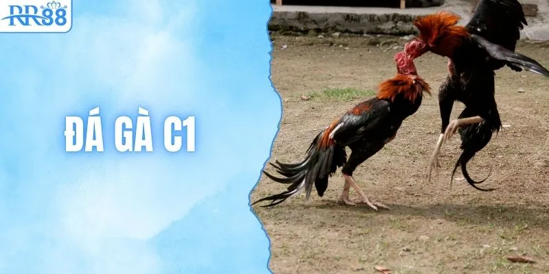 Trực Tiếp Đá Gà C1 Tại RR88 Với Kèo Cược Bùng Nổ